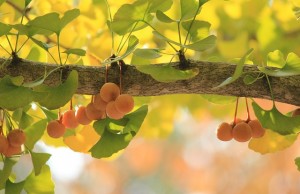 Ginko dvojlaločné ako pomocník pre organizmus